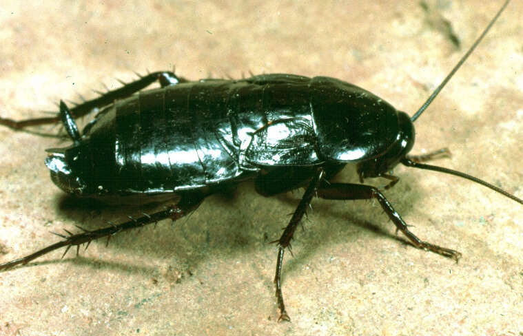 gandacul negru