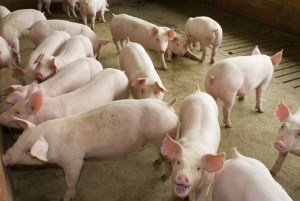 Spania încearcă să reducă impactul economic al focarului de pestă porcină, după ce zeci de țări au suspendat importurile.