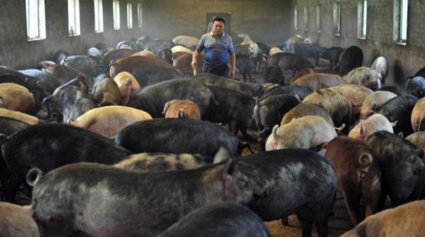În preajma Crăciunului, agricultorii din România se confruntă cu cea mai semnificativă reducere a prețului pentru carnea de porc din Uniunea Europeană.