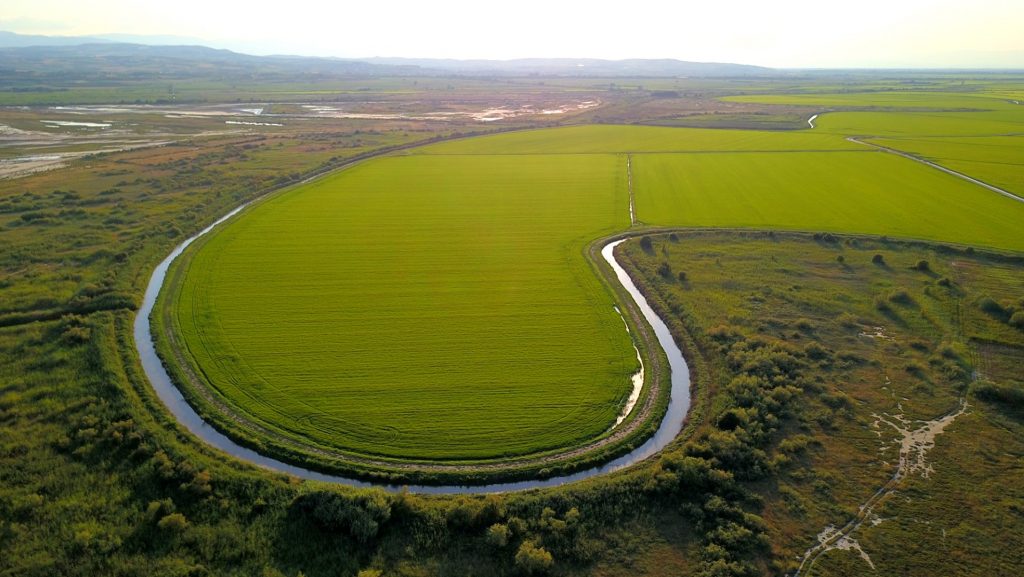 Fermierii greci producători de orez se îngrijorează de faliment ca urmare a acordului UE-Mercosur: Europa va importa fără taxe vamale zeci de mii de tone