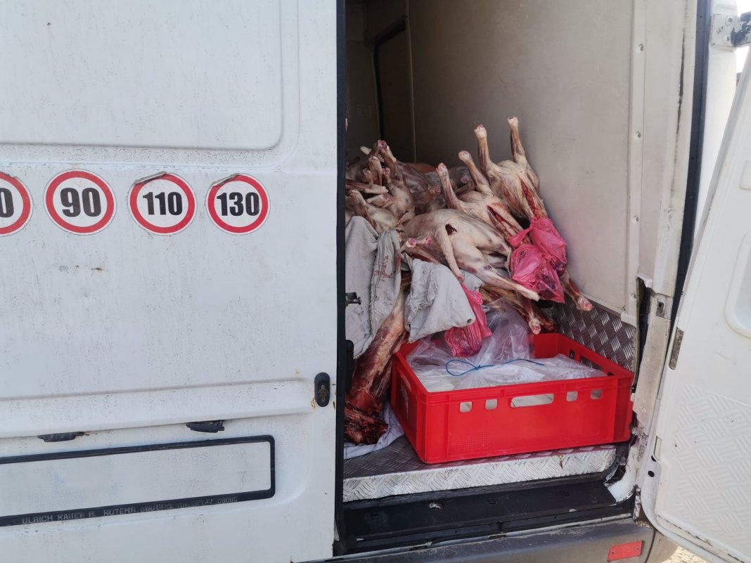 Costul cărnii de miel a urcat de 3,4 ori comparativ cu anul anterior la poarta fermei, depășind 1.000 de euro pentru o carcasă de 100 de kilograme.