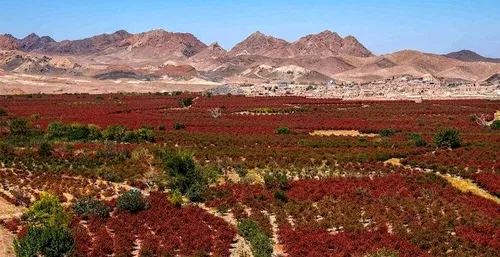 Financial Times: După criza petrolului, urmează criza alimentară. Costurile îngrășămintelor au crescut considerabil.