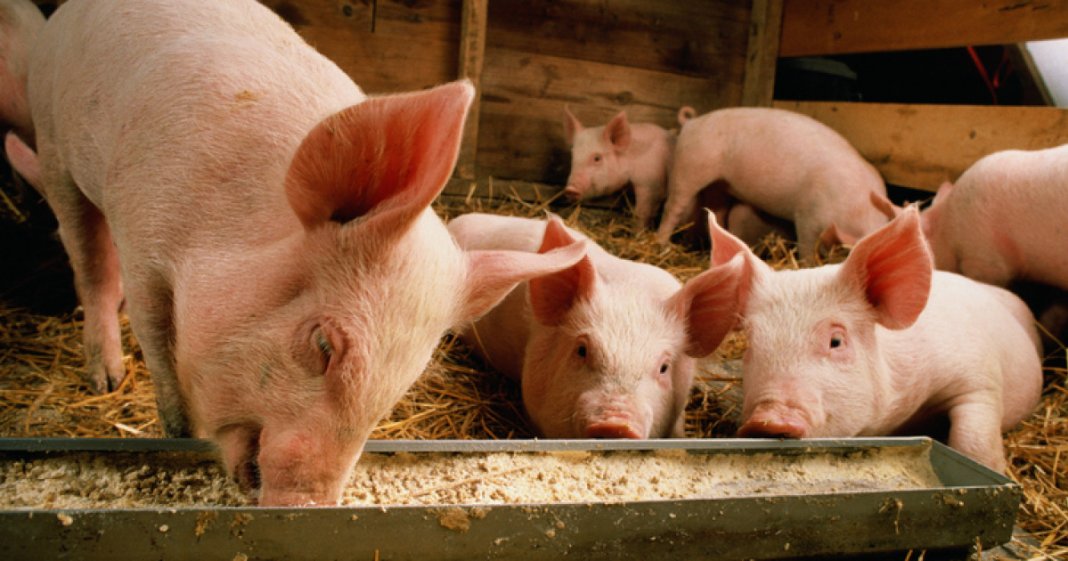 România pierde în fiecare an minimum 50 mil. euro din TVA din cauza importurilor de porcine. Ministrul: Este necesar să...